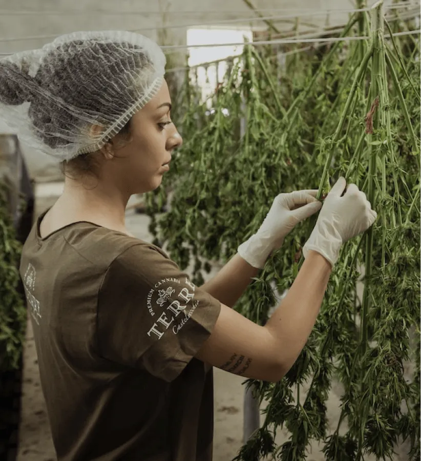 A grower in gloves inspecting cannabis plants in a greenhouse