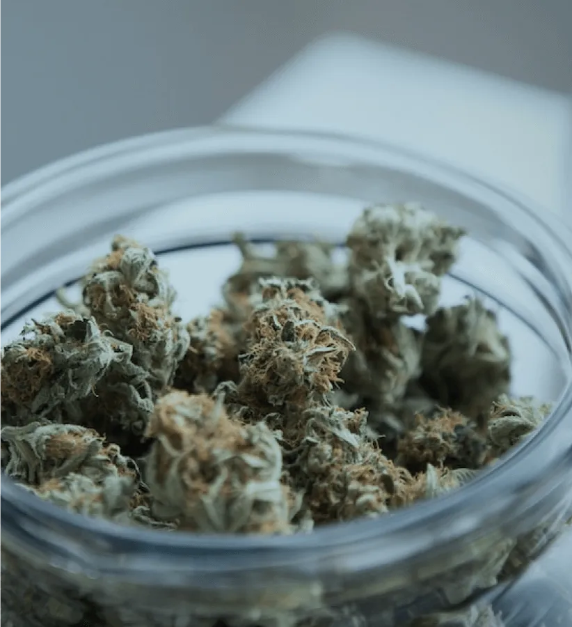 Dried medical cannabis flower in a glass jar